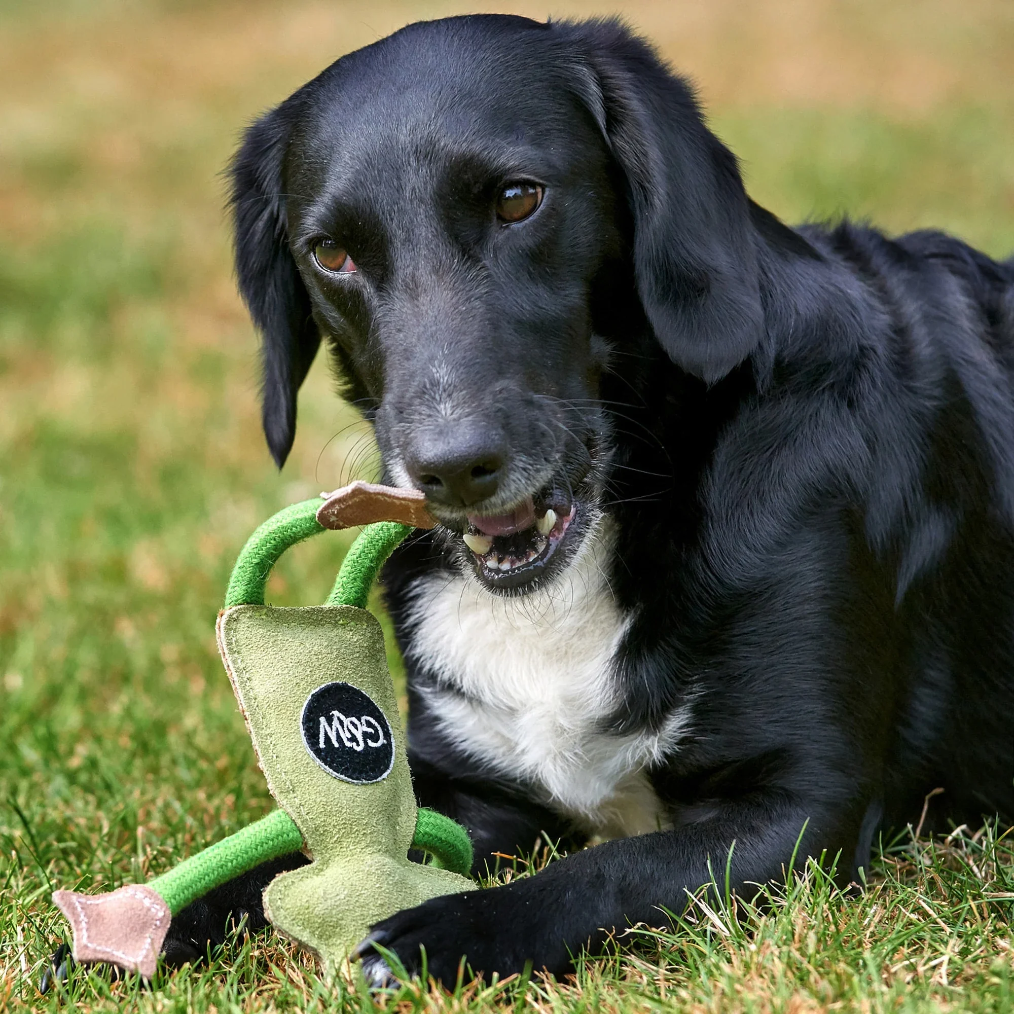 Francois Le Frog, Eco Dog Toy - Image 5