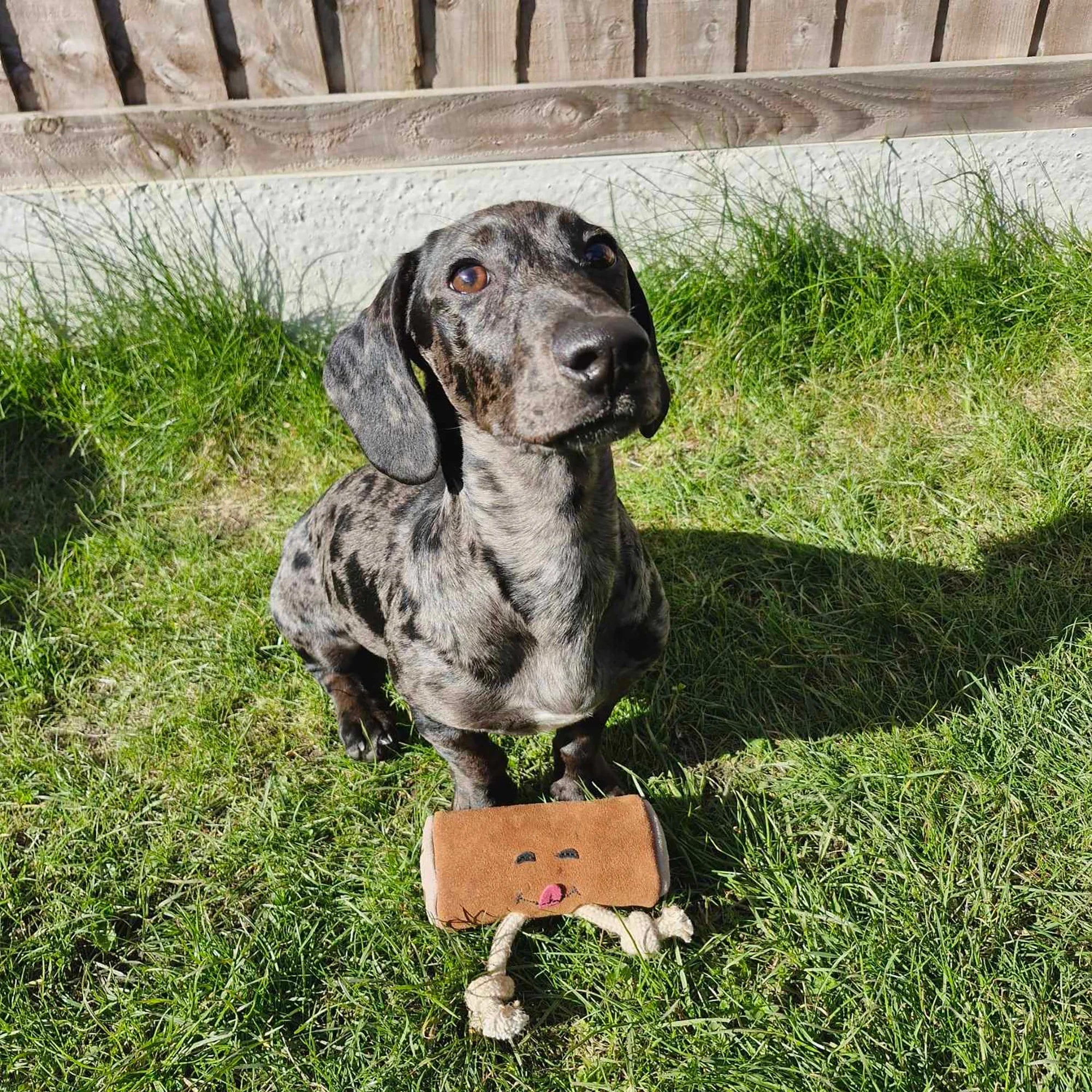 Pam au Chocolat, Eco Dog Toy - Image 6
