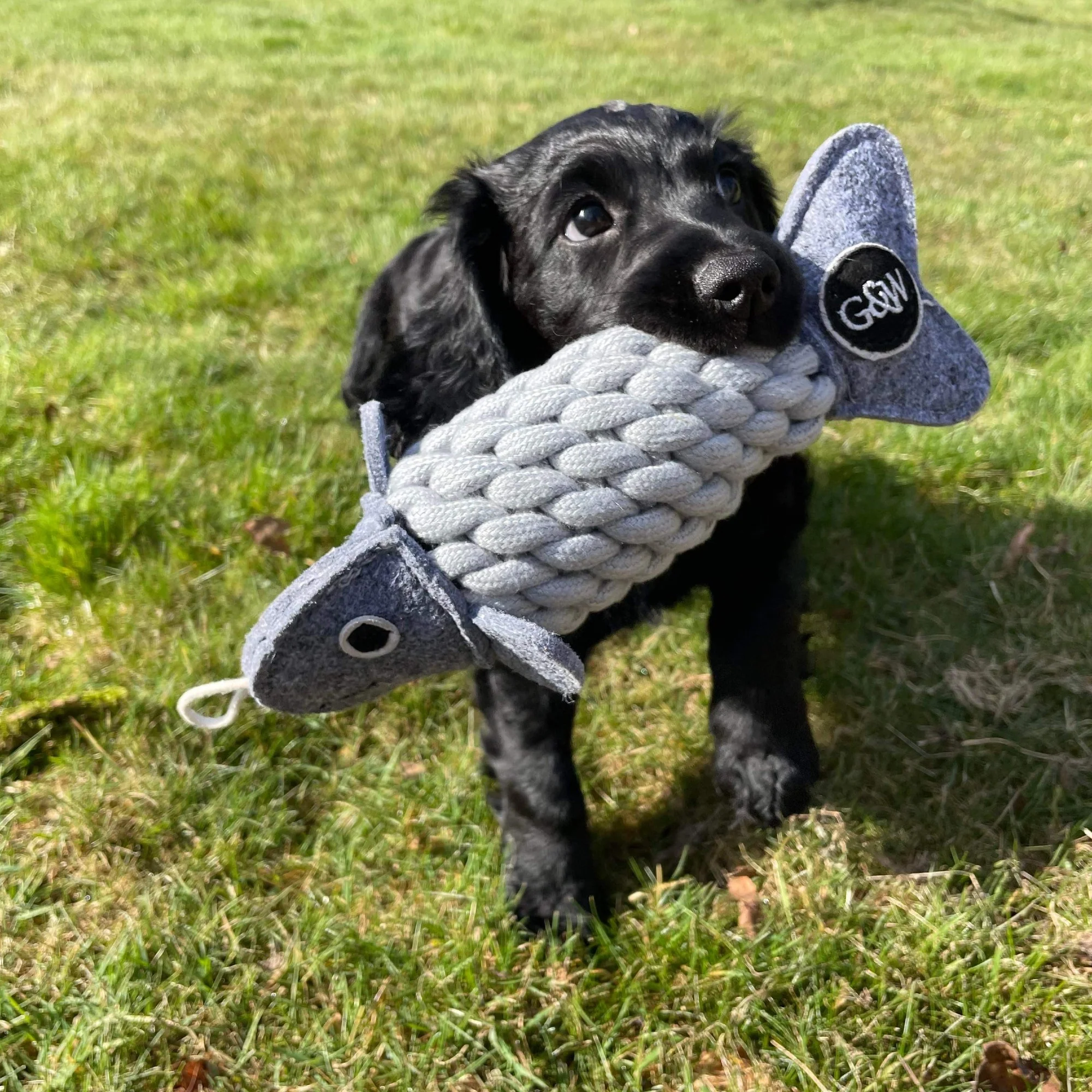 Roger the Ropefish, Eco Dog toy - Image 6